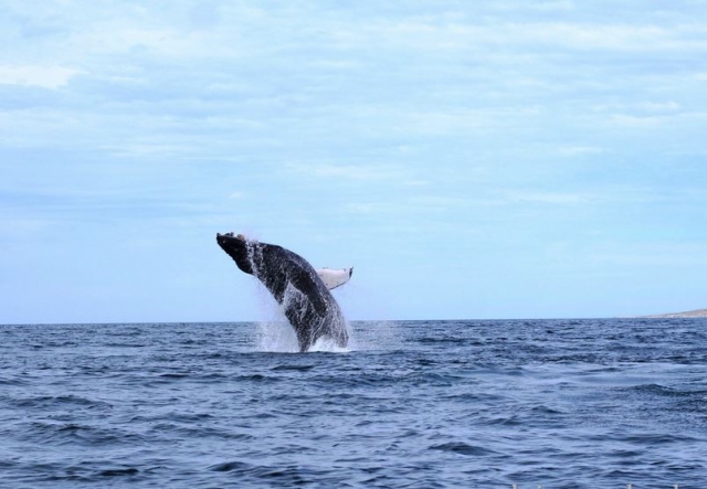 Avistamiento de ballenas